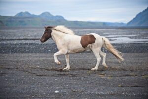 Islandshäst i tölt över en mörk stenstrand med berg i bakgrunden