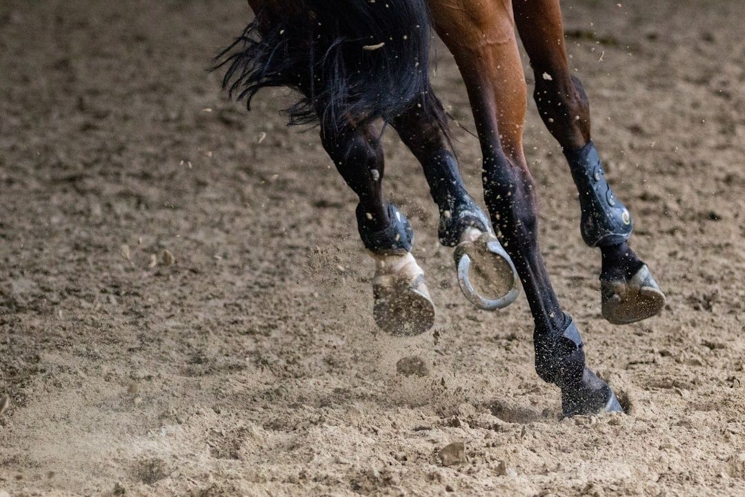 Närbild av hästens hovar i rörelse över en sandbana